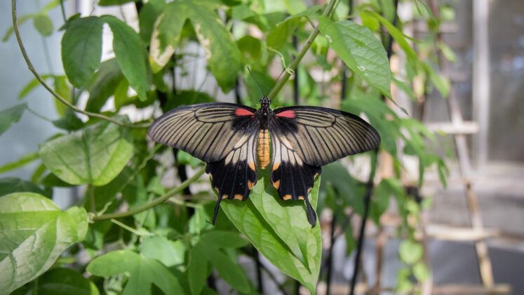 a butterfly spreads its wings