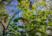 In photos: Early access to the annual butterfly show two butterflies around some plants