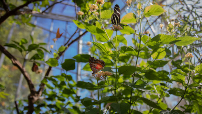 two butterflies around some plants