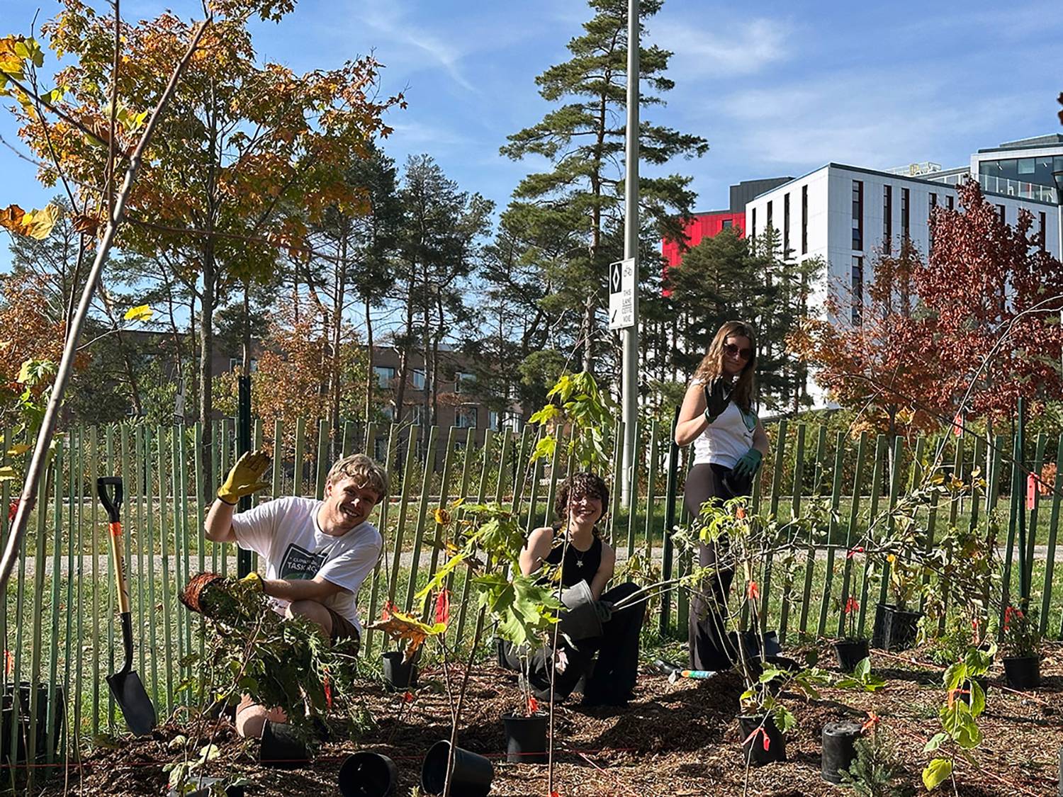 Three people planting a tiny forrest at Carleton.