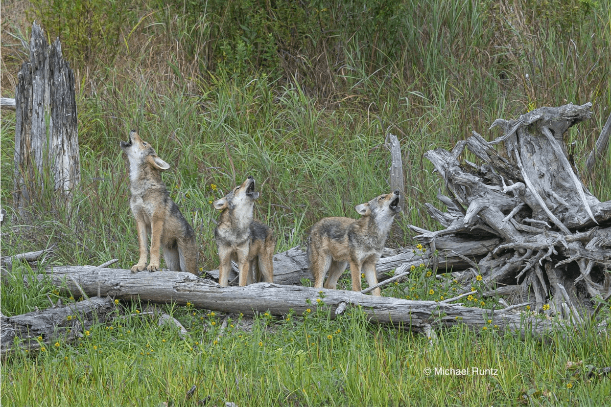 Wolves howling in Algonquin Park.