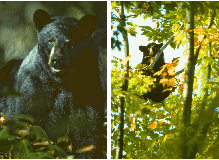 Two photographs taken by Runtz of black bears.