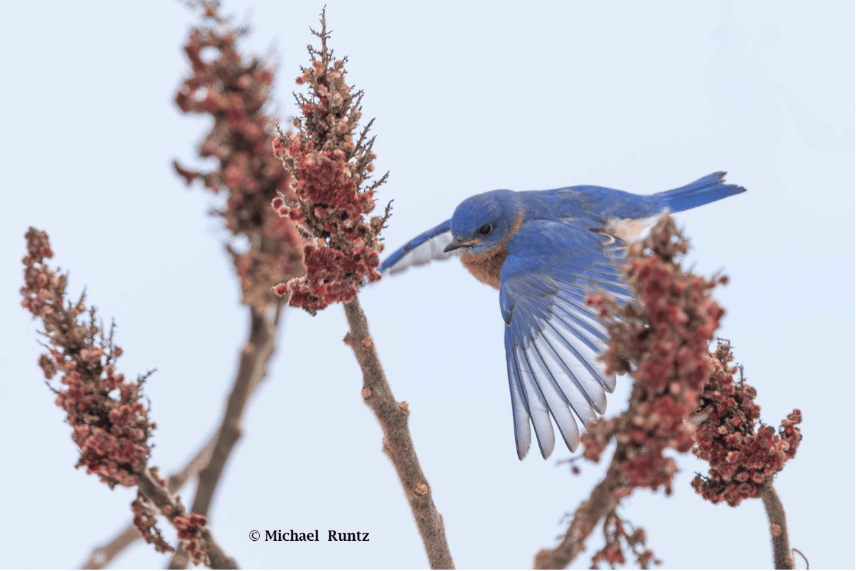 A male Eastern Bluebird in a patch of red plumes. 