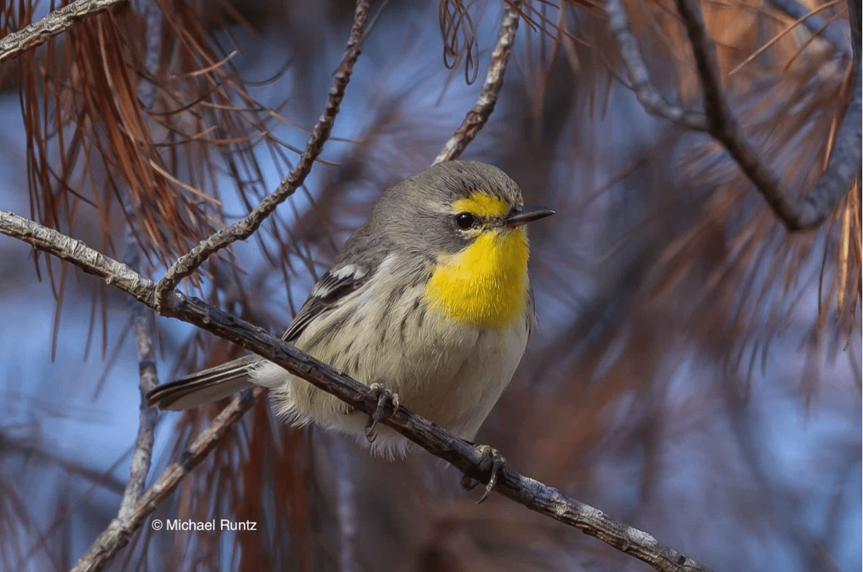 A Grace&rsquo;s Warbler, a rare bird from southwestern US and Mexico spotted by Runtz and his wife Britta Runtz in Algonquin Park this fall.