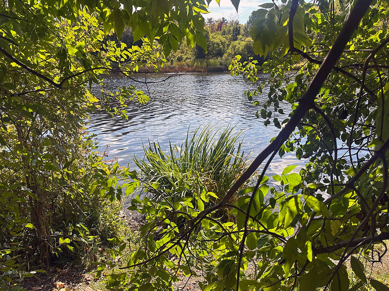 Green trees and blue water in the middle.