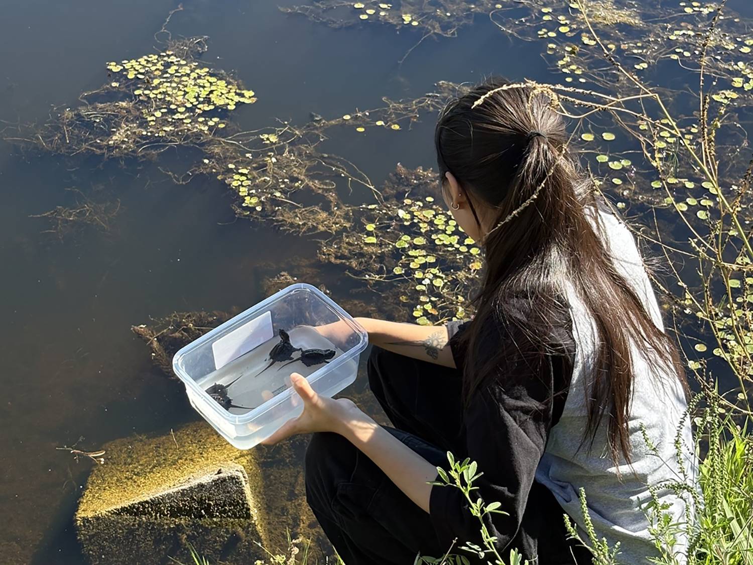 A woman in the right centre of the image releasing baby turtles into the river. 