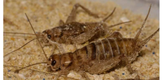 Q&A: How microplastic-eating crickets can poop away problems Two crickets in sand