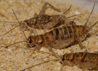 Q&A: How microplastic-eating crickets can poop away problems Two crickets in sand
