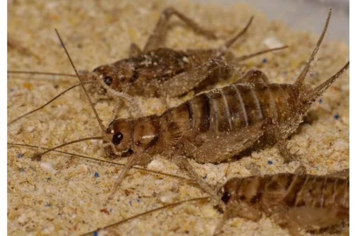 Two crickets in sand
