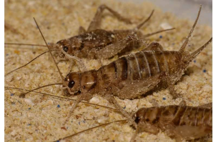 Q&A: How microplastic-eating crickets can poop away problems Two crickets in sand