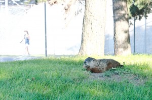 nGroundHog3_NisitaRatnasari_(WEB)